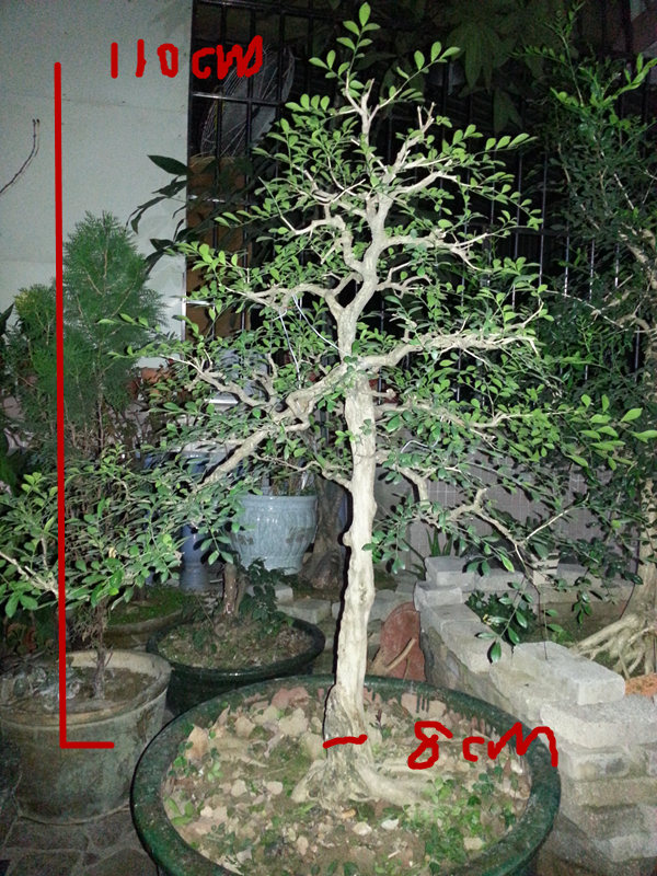 20140227_191204_222.jpg
