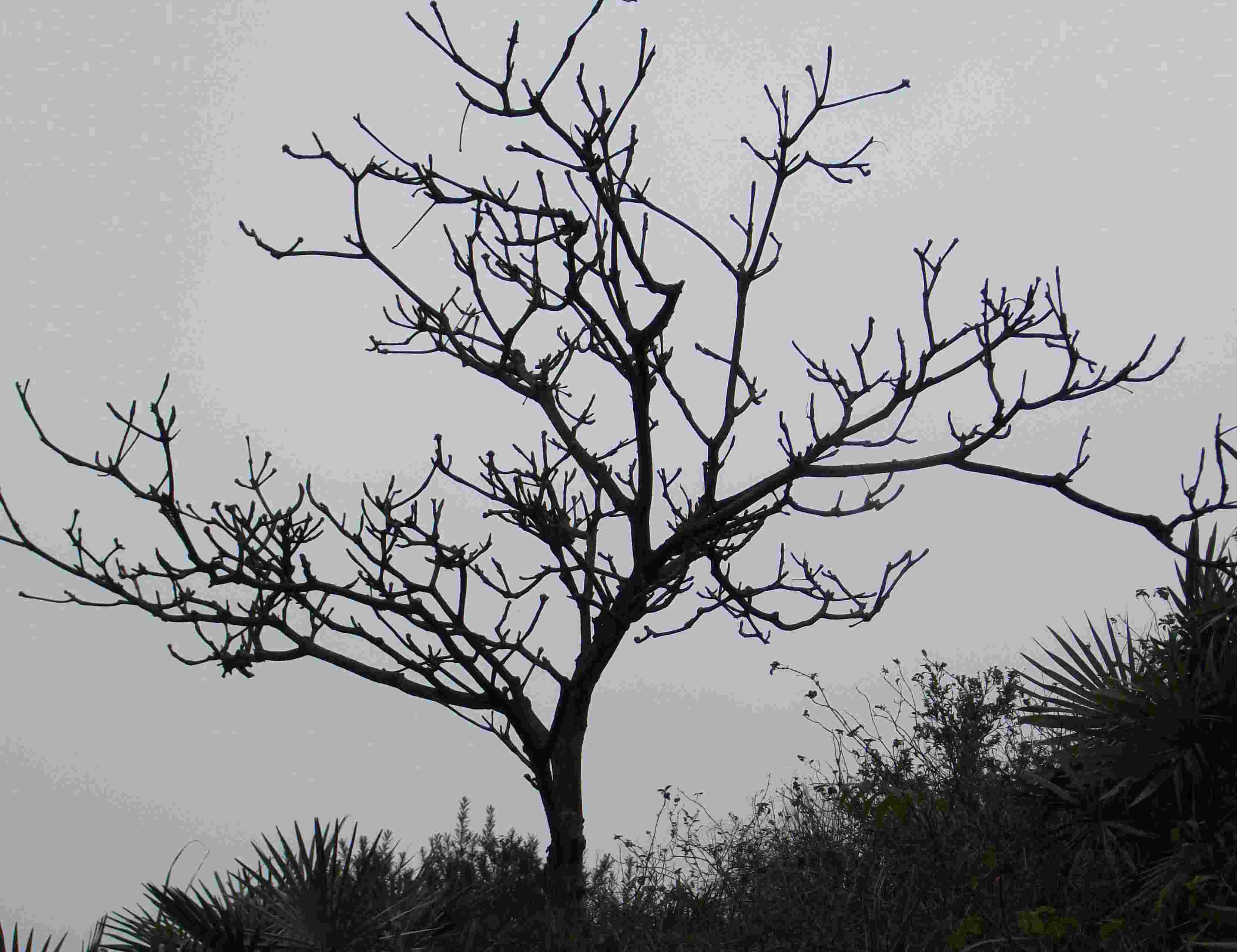 DSCF0315.jpg