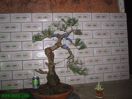 IMG_6914_.jpg