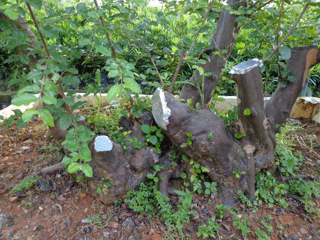 DSC00328.JPG