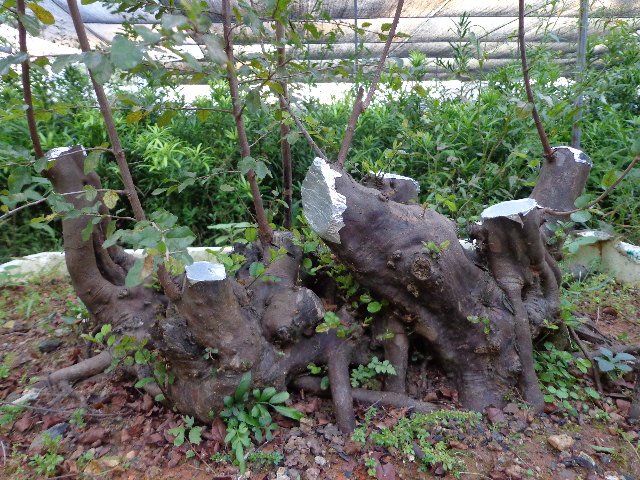 DSC00366.JPG
