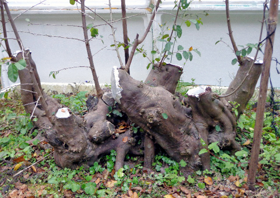 DSC02264.JPG