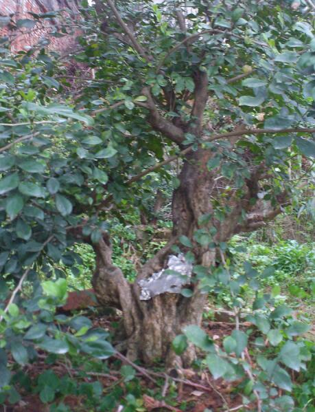 DSC_1166-1.jpg
