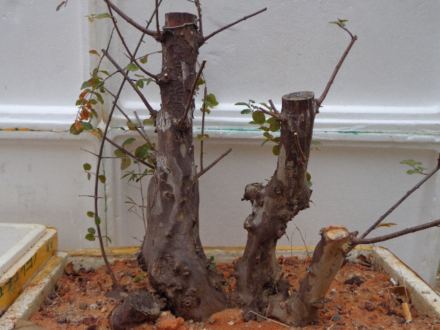 DSC02216.JPG