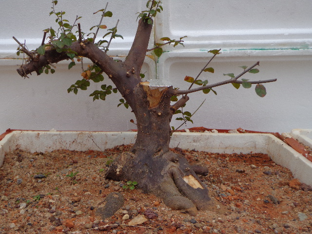 DSC02234.JPG