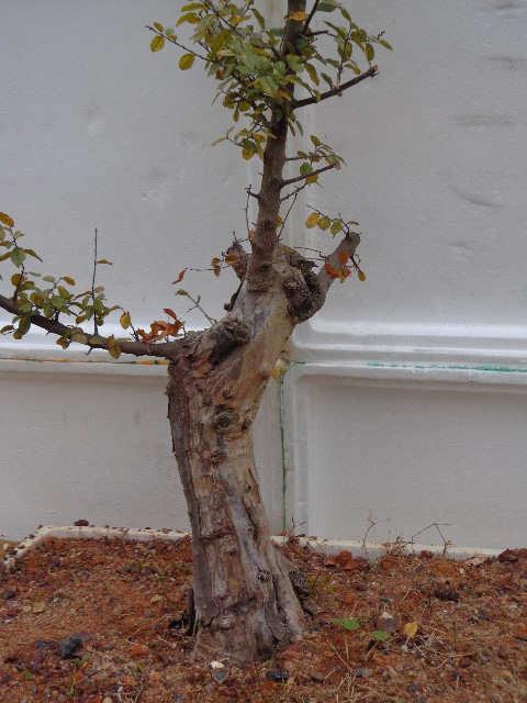 DSC02238.JPG