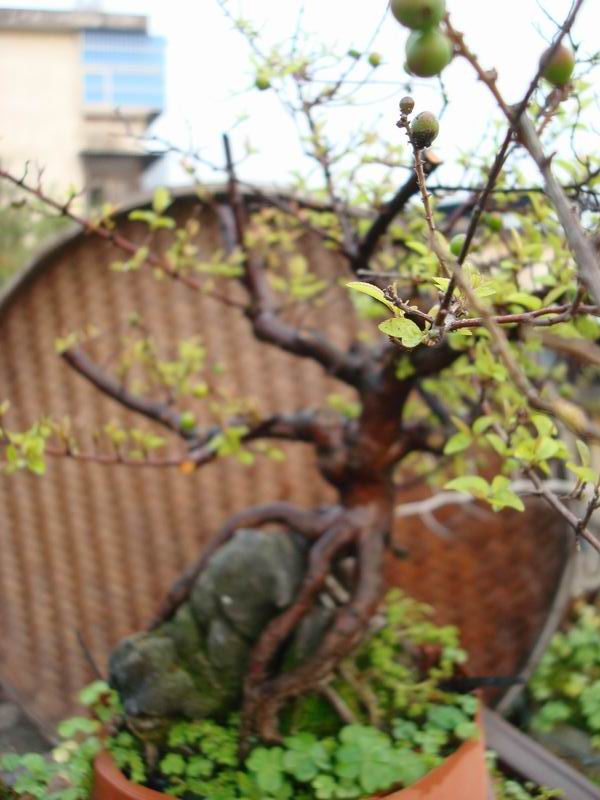 DSC03505.JPG