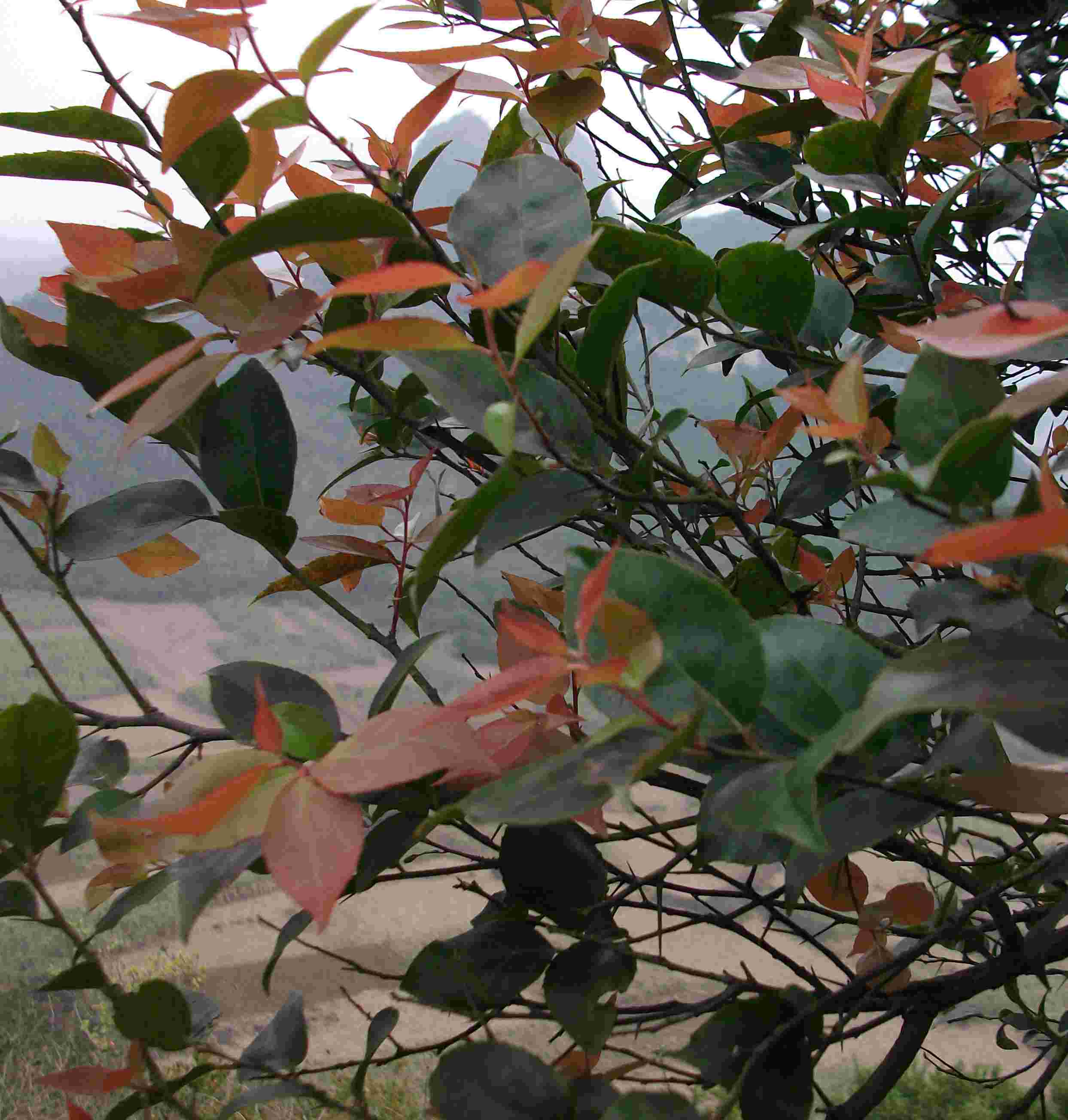 DSCF0316.JPG