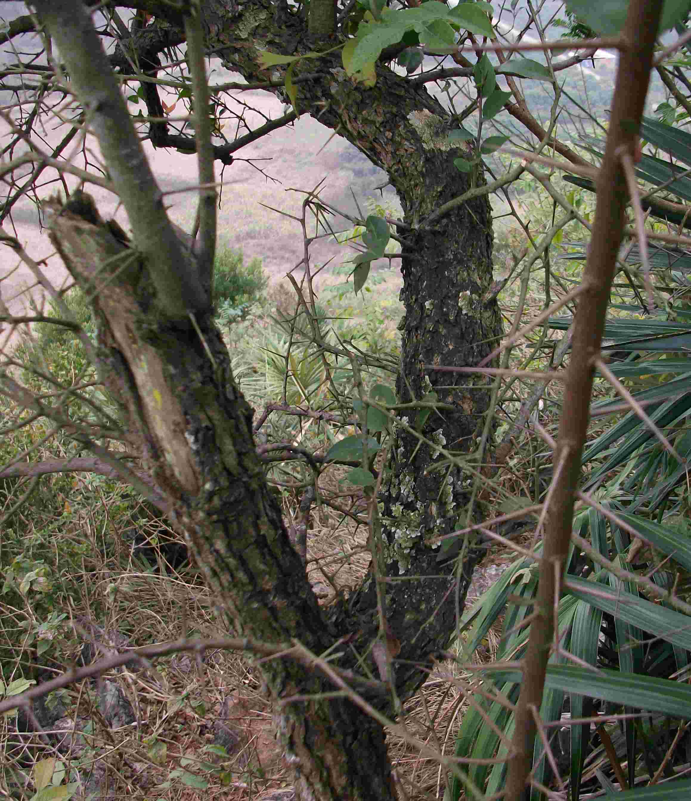 DSCF0318.JPG