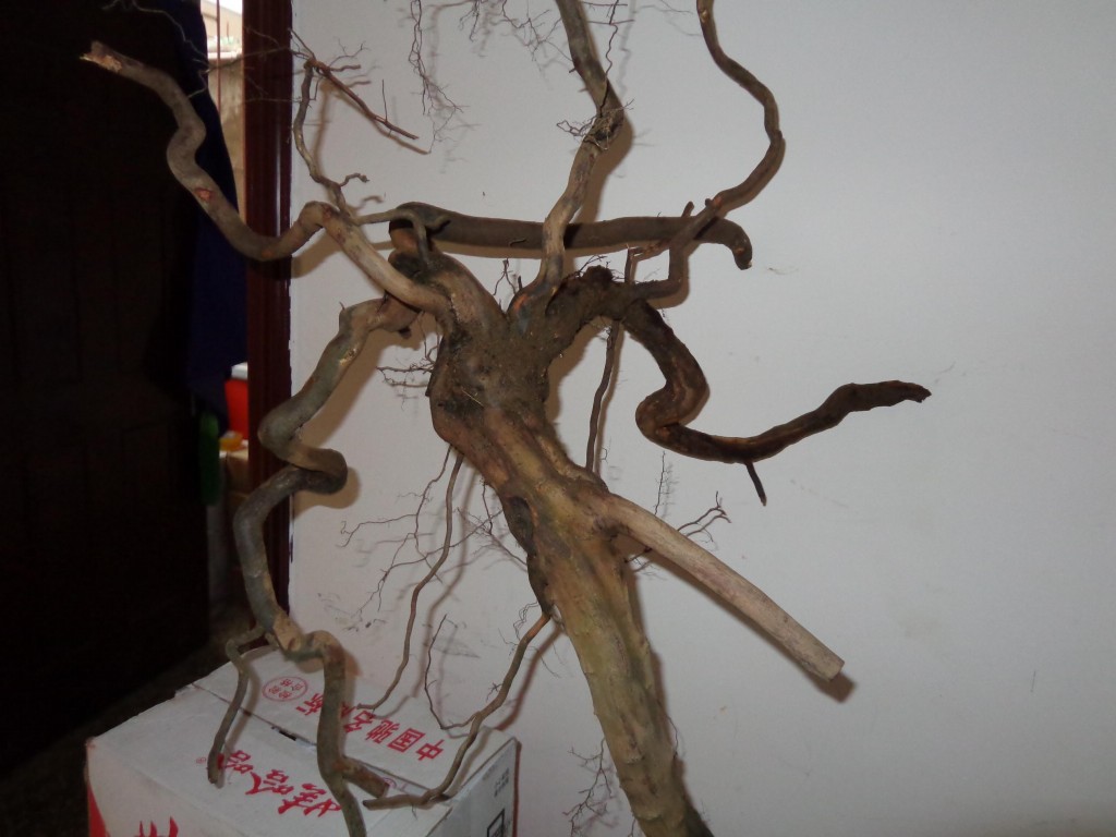 DSC01092~1.jpg