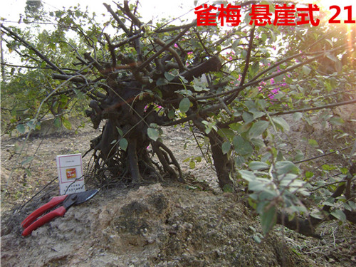 DSC04234_.jpg