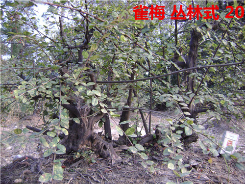 DSC04236_.jpg