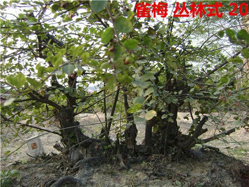 DSC04237_.jpg
