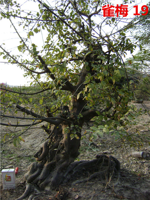 DSC04239_.jpg