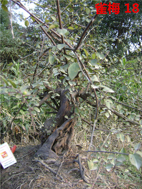 DSC04240_.jpg