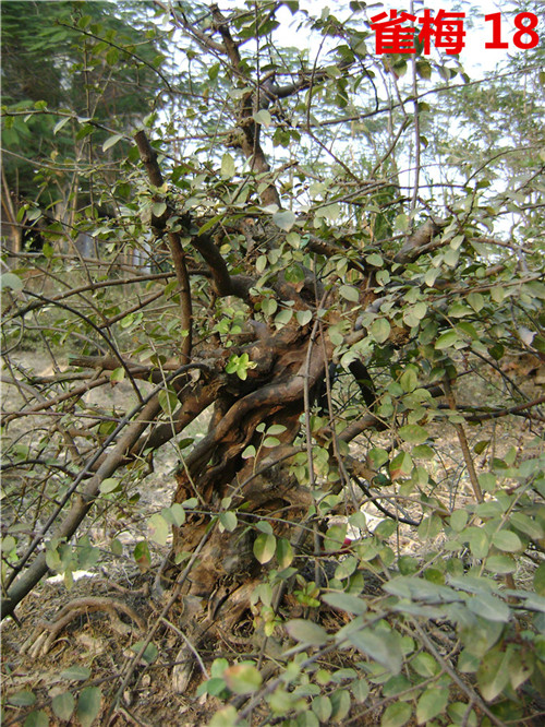 DSC04242_.jpg