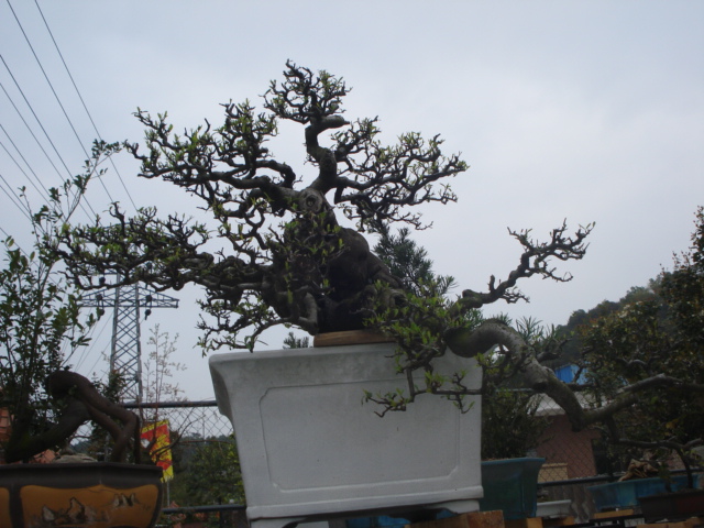 DSC01595.JPG