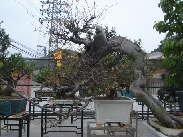 DSC01599.JPG