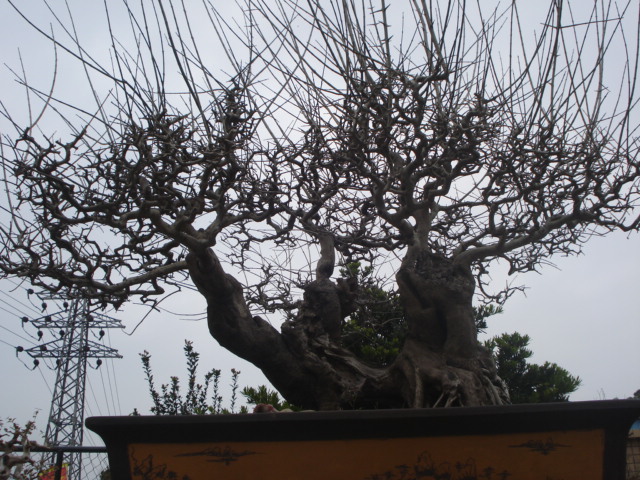 DSC01611.JPG