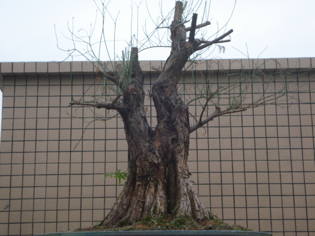 DSC01610.JPG