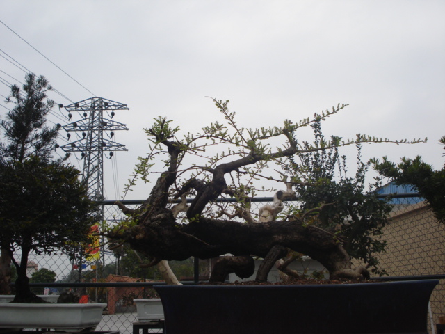 DSC01613.JPG