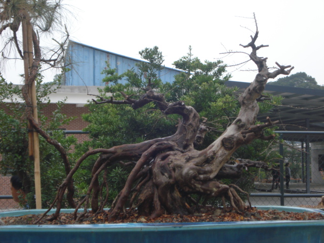 DSC01616.JPG