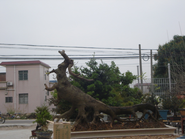 DSC01618.JPG