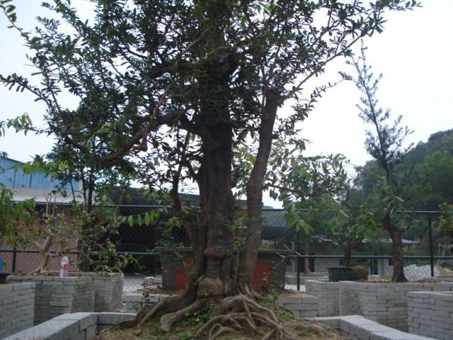 DSC01620.JPG