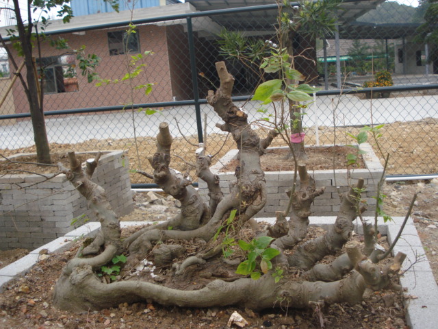 DSC01623.JPG