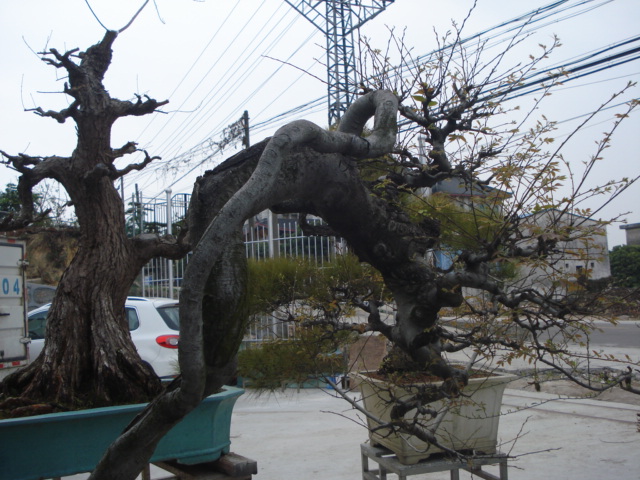 DSC01629.JPG