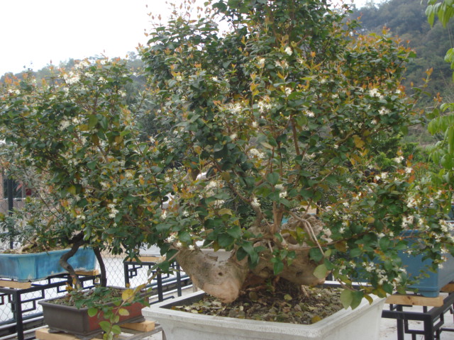 DSC01630.JPG