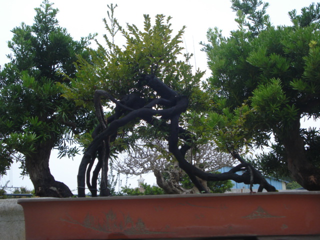 DSC01601.JPG