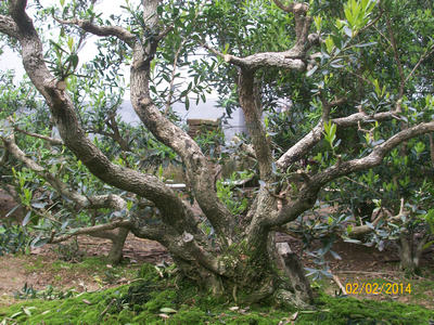 Ƭ 035_.jpg