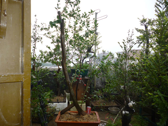 P1090659.JPG