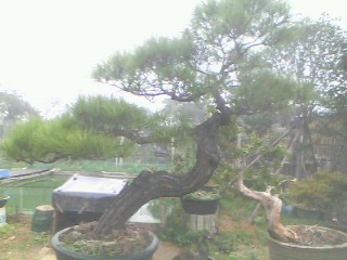 IMG0363A.jpg
