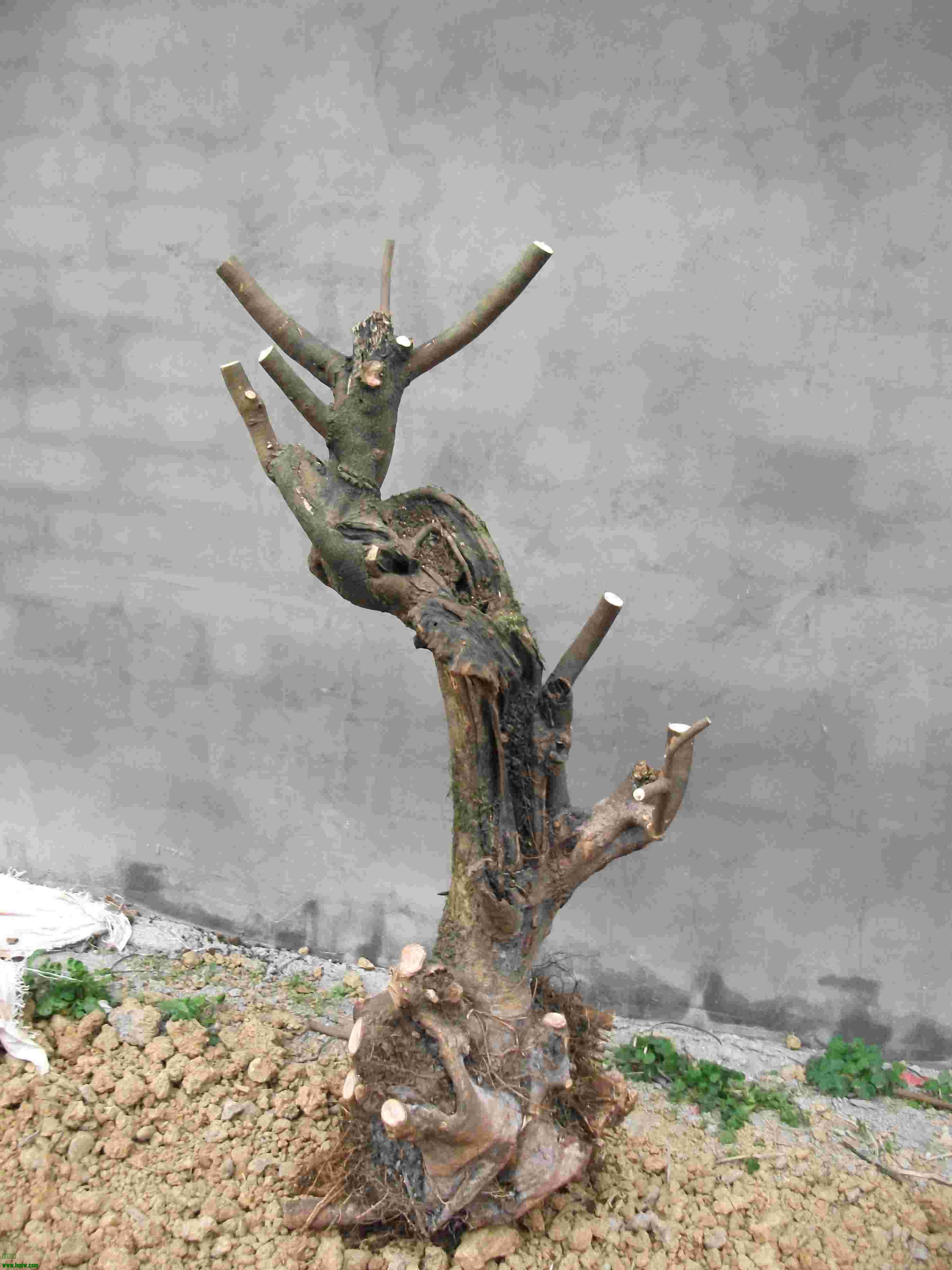 DSCF0355.JPG
