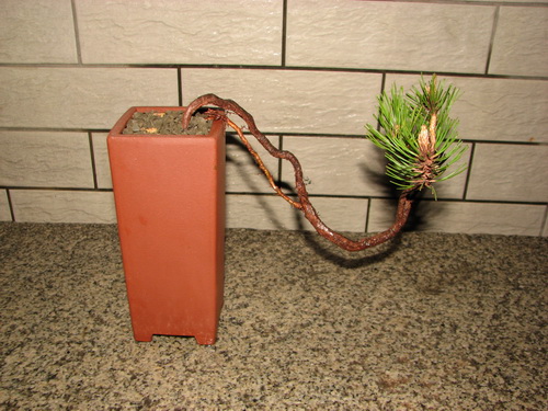 IMG_8460_СС.JPG