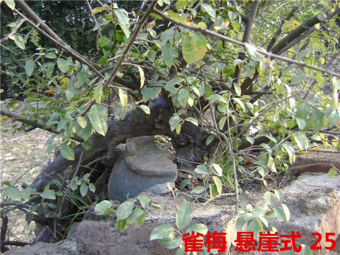DSC04226_.jpg