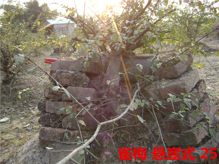 DSC04227_.jpg