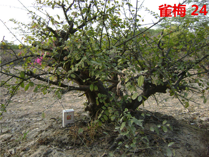 DSC04228_.jpg