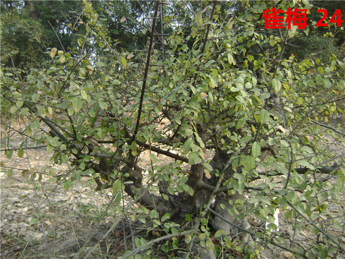 DSC04229_.jpg
