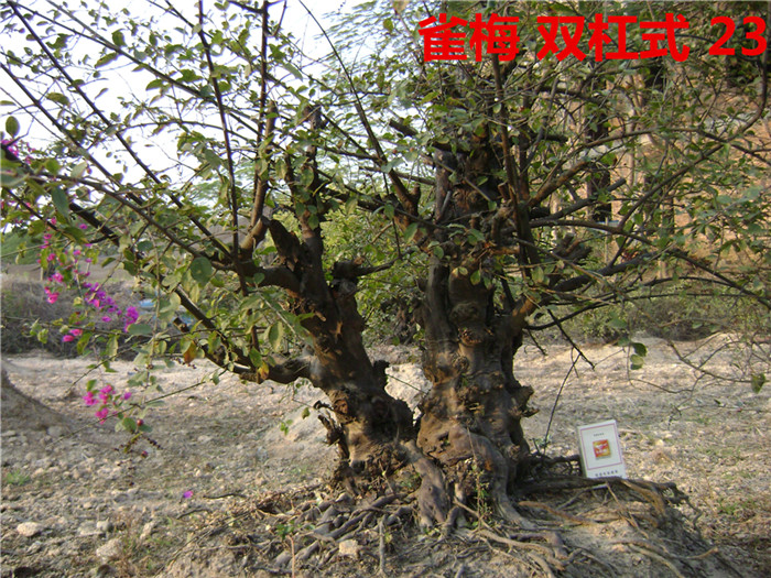 DSC04230_.jpg