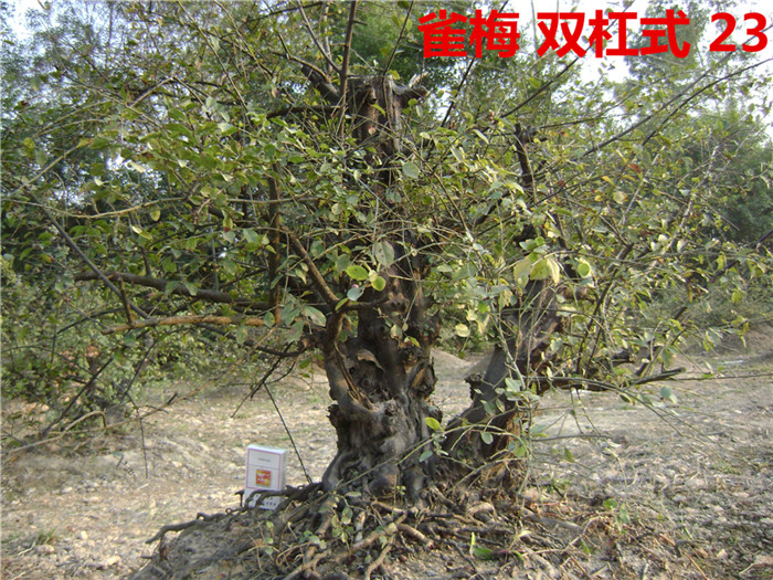 DSC04231_.jpg