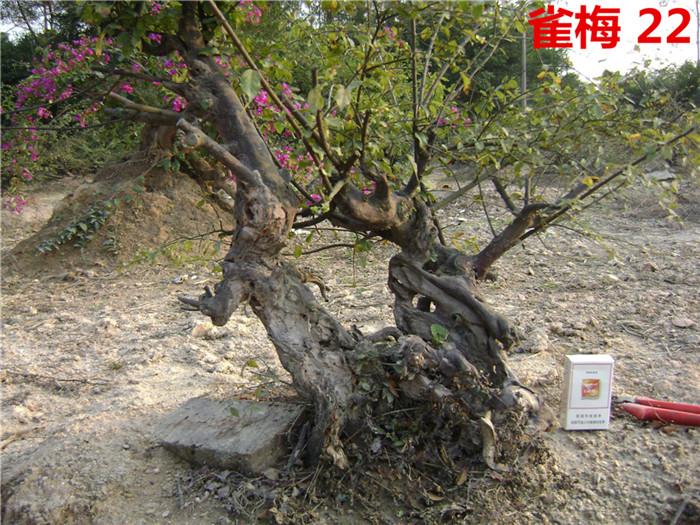 DSC04233_.jpg