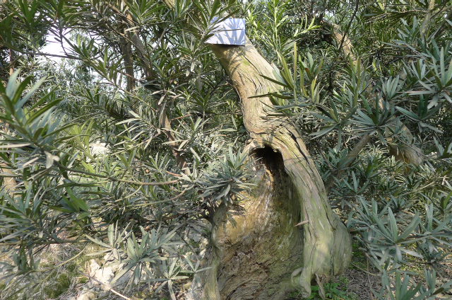 P1020677.JPG