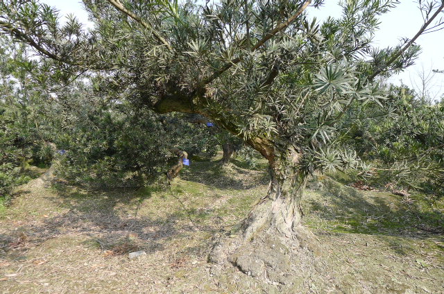 P1020694.JPG