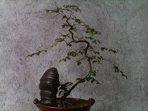 IMG_20140307_143540 .jpg