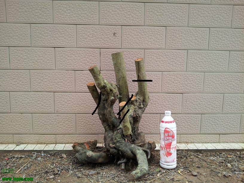 ׮𼬲üͼ.jpg
