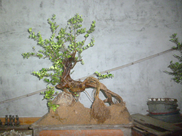 P1090775.JPG