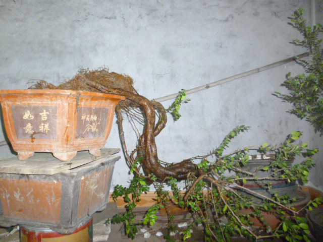 P1090765.JPG